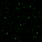 green background gif - Gratis geanimeerde GIF geanimeerde GIF