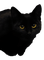 Black Cat - gratis png geanimeerde GIF