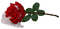 Red rose.Snow.Victoriabea - PNG gratuit GIF animé