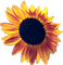 sunflower deco - ingyenes png animált GIF