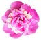 flowers peony, peonies bp - PNG gratuit GIF animé