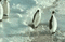 Pingouin - Bezmaksas animēts GIF animēts GIF