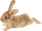 gala animals rabbit - GIF animé gratuit