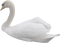 swan-white