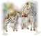 zebre - Free PNG Animated GIF
