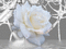 rose blanche - GIF animé gratuit GIF animé