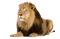 lion bp - PNG gratuit GIF animé