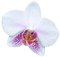 Fleur.white.Flower.orchidée.Orchid.Victoriabea