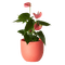 yet another potted plant - png gratis GIF animado