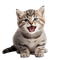 Kitten - Gratis geanimeerde GIF