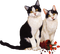 cats - zdarma png animovaný GIF