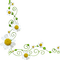 daisy flower border marguerite fleur