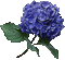 Fleur-flower hortensia - GIF animé gratuit GIF animé