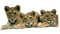 minou-African animals Tigers - 免费PNG 动画 GIF