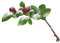 Branche enneigée et baies - безплатен png анимиран GIF