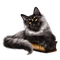 chat  idca - kostenlos png Animiertes GIF