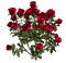 flowers-roses-red-minou52