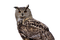 Owls - bezmaksas png animēts GIF