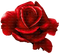 Róża czerwona - gratis png animeret GIF
