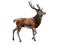 Kaz_Creations Deer - kostenlos png Animiertes GIF