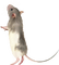 Muis,rat - zadarmo png animovaný GIF
