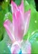 lotus - gratis png animerad GIF
