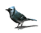 oiseau - Zdarma animovaný GIF animovaný GIF