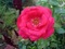 une de mes roses - gratis png animerad GIF