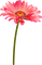 Flower.Yellow.Pink - ilmainen png animoitu GIF