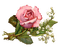 rosa vintage  transparente  dubravka4 - besplatni png animirani GIF