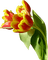 Kaz_Creations Deco Flowers Tulips Flower
