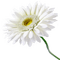 flower by nataliplus - darmowe png animowany gif