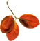 kikkapink deco autumn leaf leaves orange - png gratis GIF animado