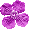 Purple Animated Flower - By KittyKatLuv65 - GIF animé gratuit GIF animé