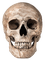 Kaz_Creations Skull - png gratuito GIF animata