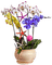 Pot de fleurs d'orchidées et étoiles de mer - GIF animé gratuit