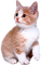 nbl-cat - zadarmo png animovaný GIF