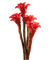 Цветок - zadarmo png animovaný GIF