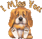 ''I Miss You '' Puppy - GIF animado gratis GIF animado