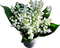 patymirabelle fleurs muguet - png gratis GIF animado
