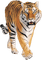 Kaz_Creations Tiger