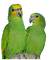 Parrots-green couple png - png grátis Gif Animado