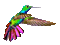 oiseau mouche-colibri-exotique