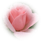 patymirabelle fleurs rose