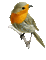 bird - Besplatni animirani GIF animirani GIF