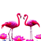 loly33 flamand rose - PNG gratuit GIF animé