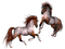 cheval - ilmainen png animoitu GIF