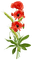 poppy flowers bp