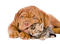 dog cat - png gratis GIF animasi