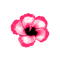 Tropical.Flower.Pink - zadarmo png animovaný GIF